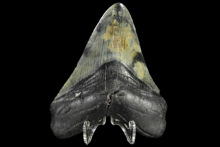 Fossil Megalodon Tooth - North Carolina #119418